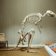 Illustration for article titled How did this giant animal skeleton get into a nice suburban home?